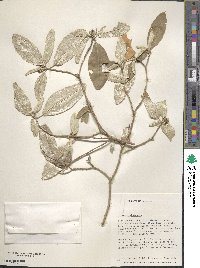 Croton alabamensis image