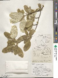 Croton alabamensis image