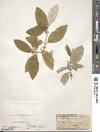 Croton alabamensis image