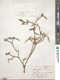 Croton alabamensis image