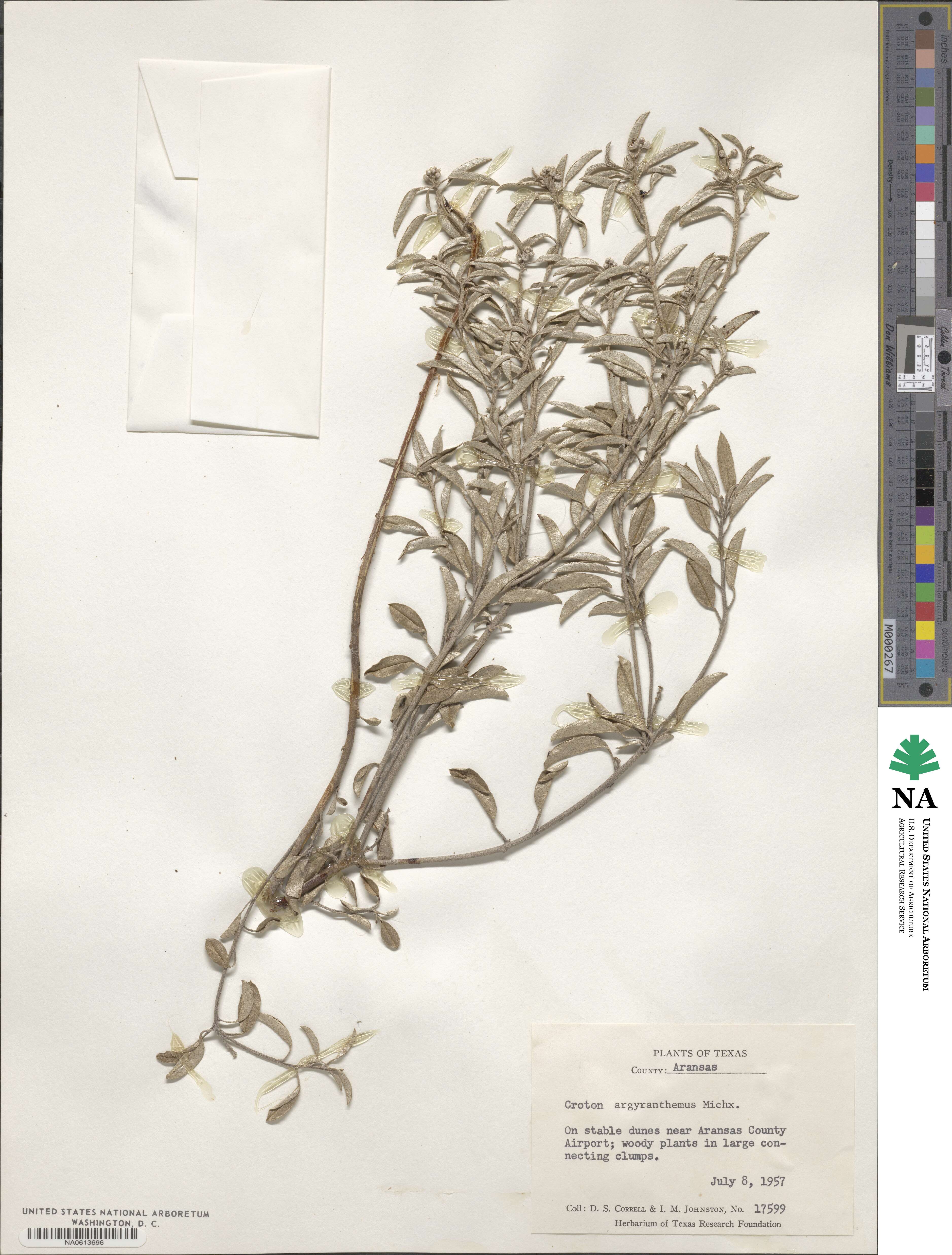 Croton argyranthemus image