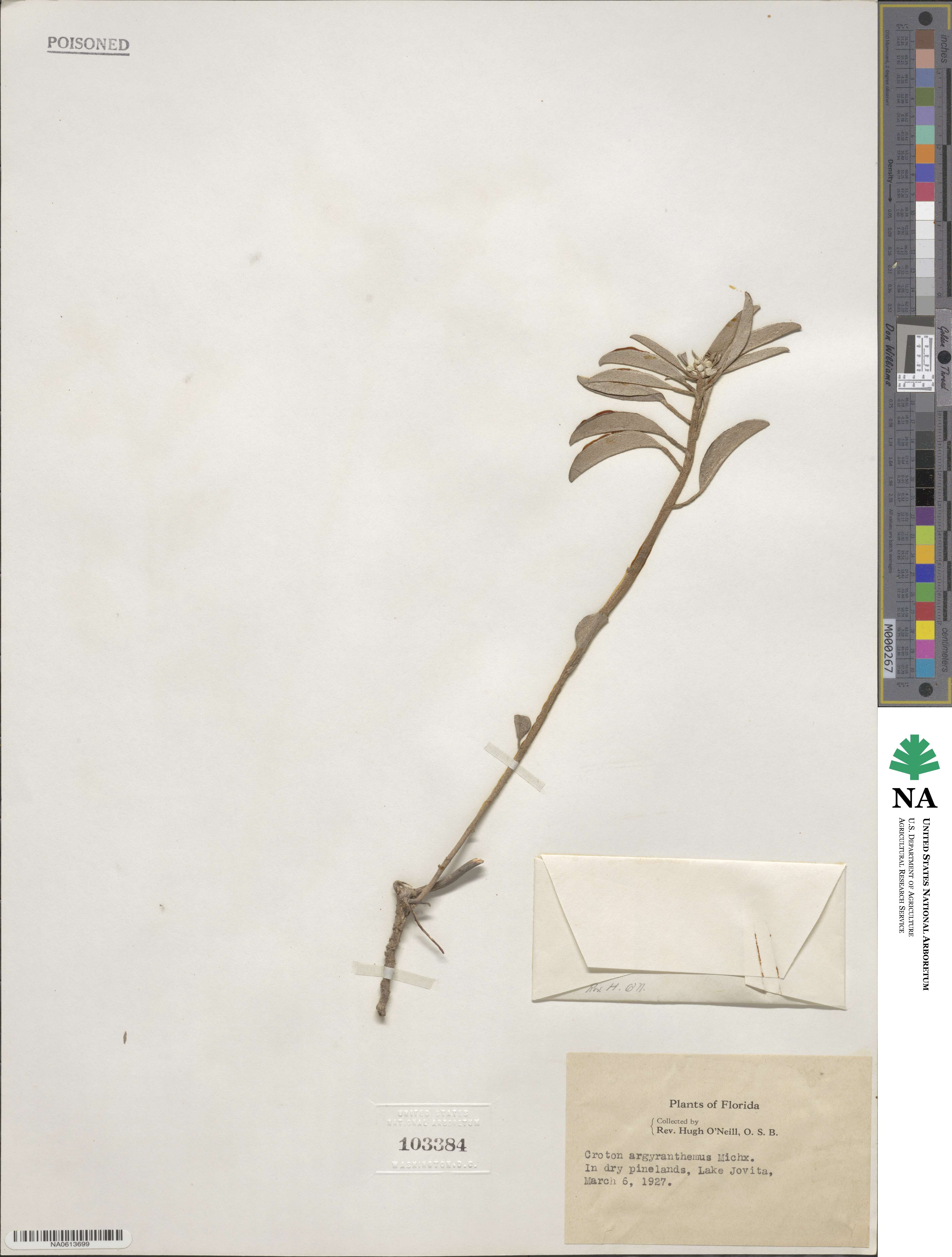 Croton argyranthemus image