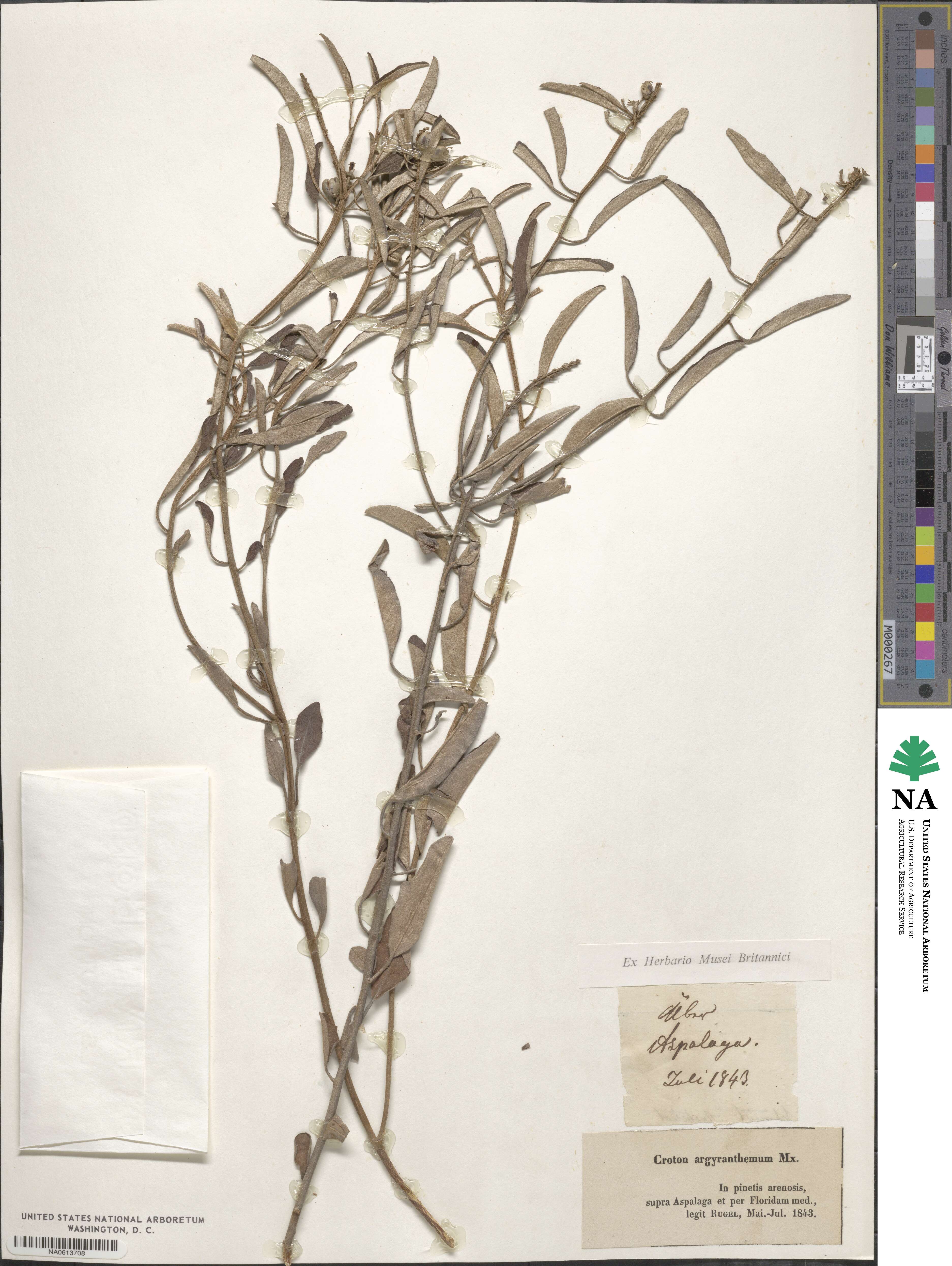 Croton argyranthemus image