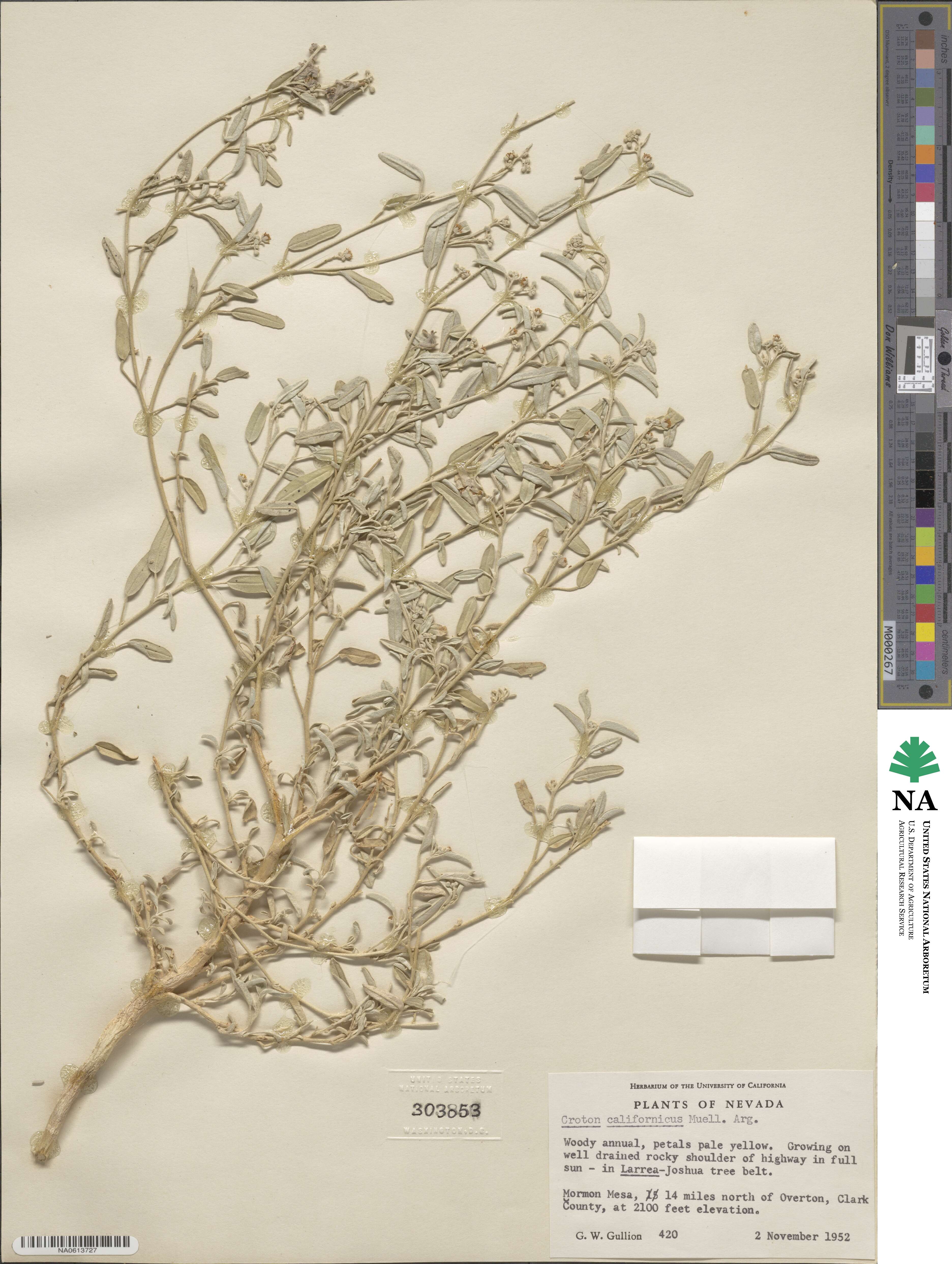 Croton californicus image