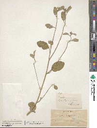 Croton californicus image