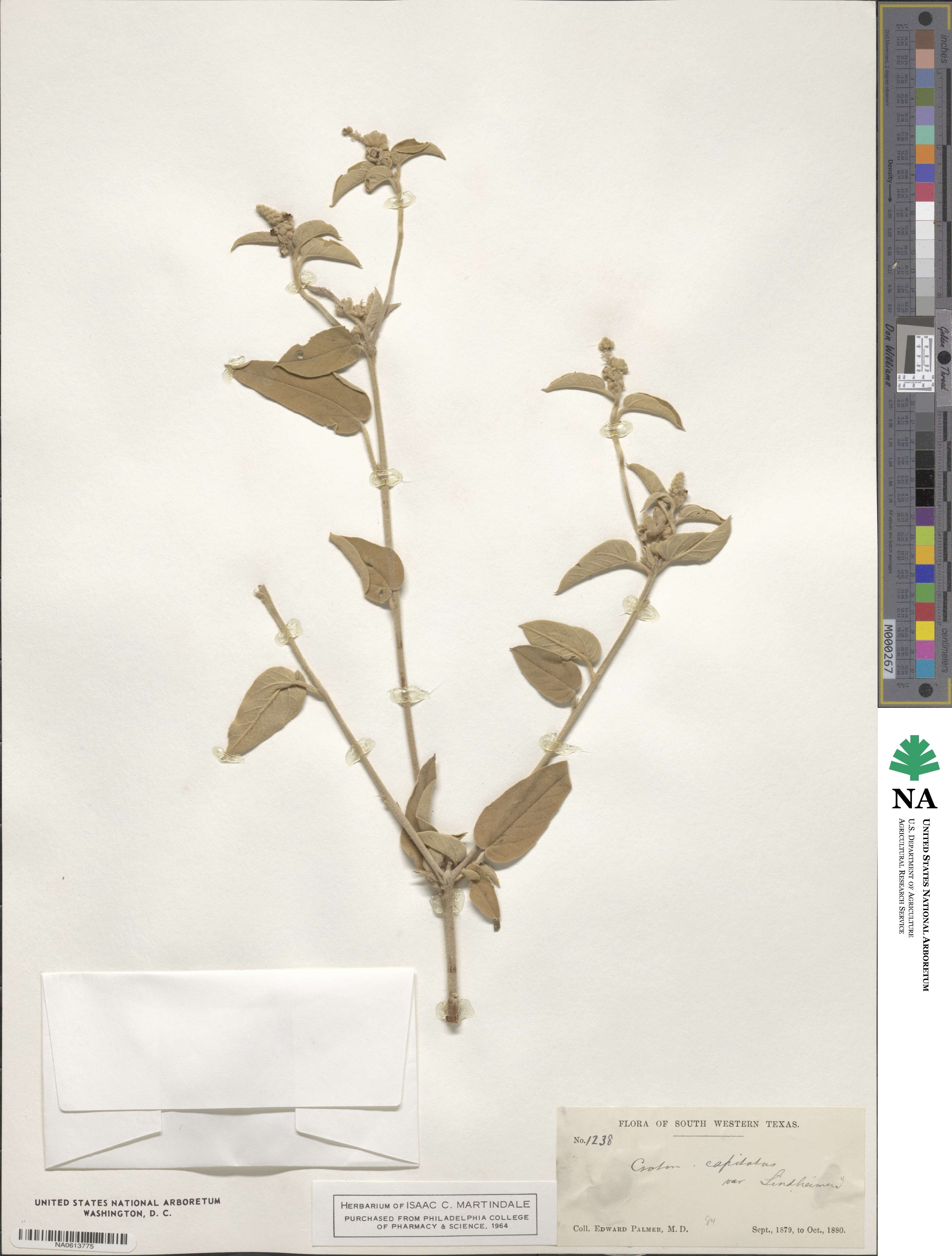 Croton lindheimeri image