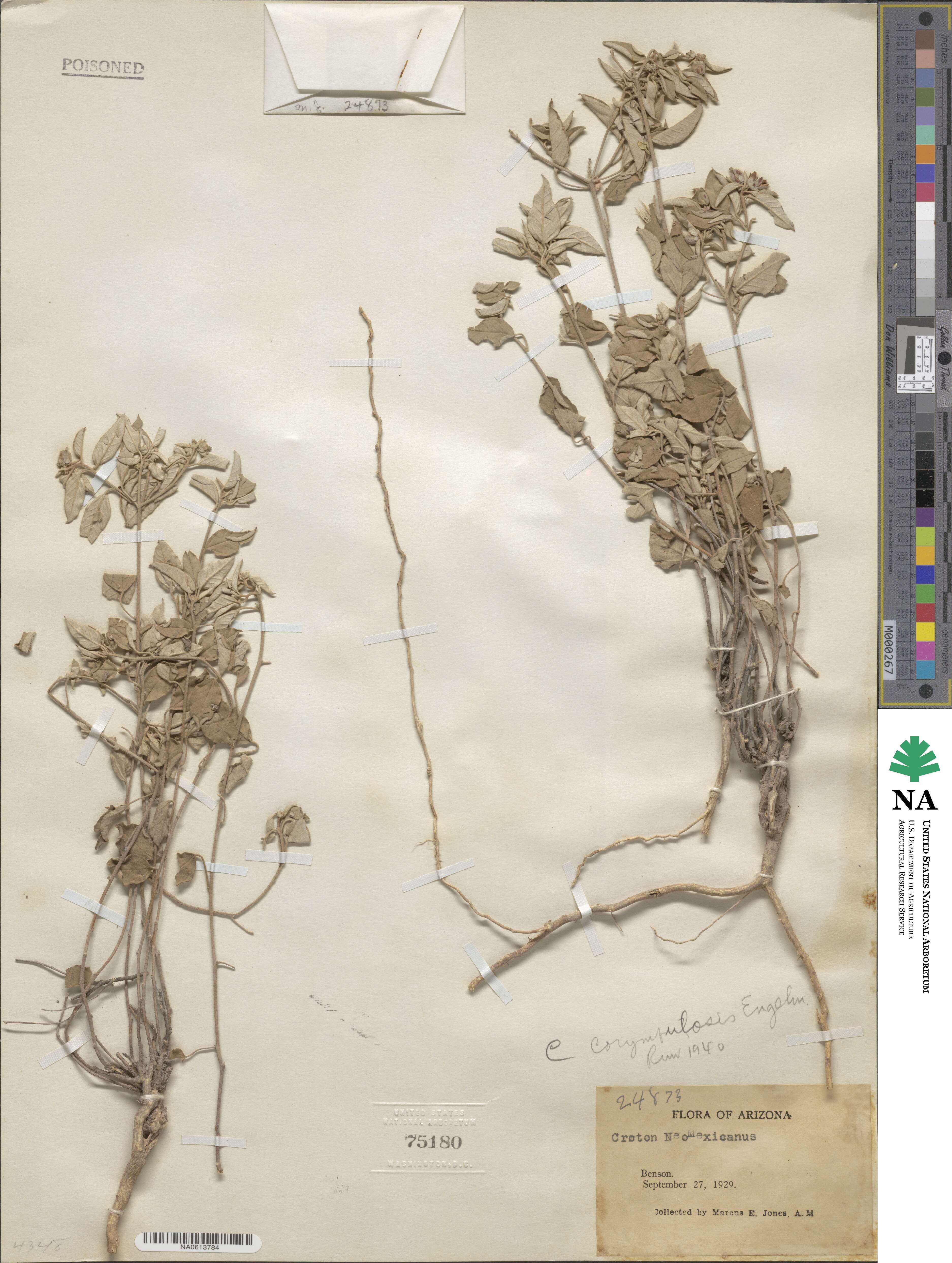 Croton pottsii var. pottsii image