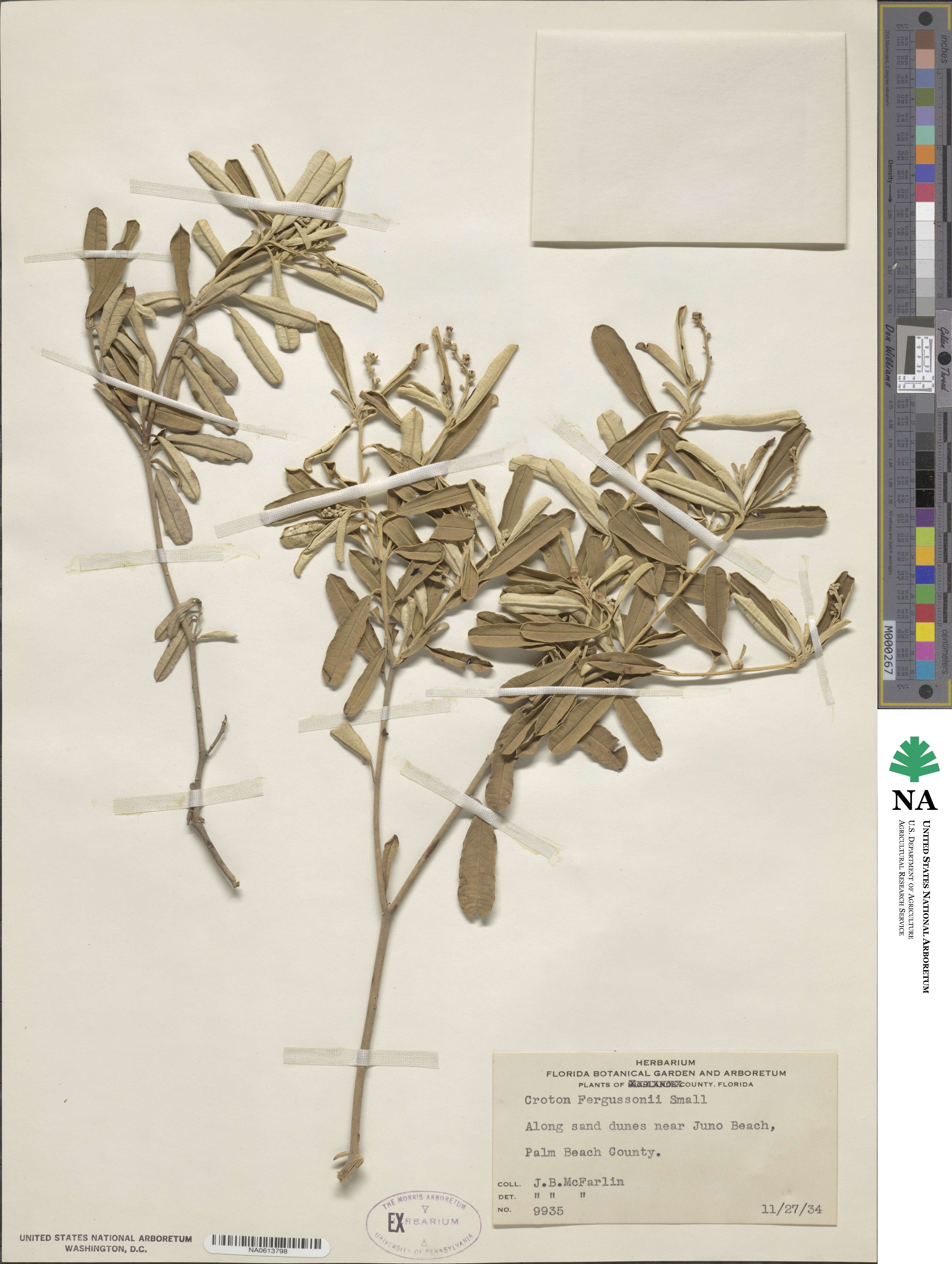 Croton image