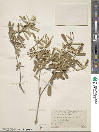 Croton linearis image