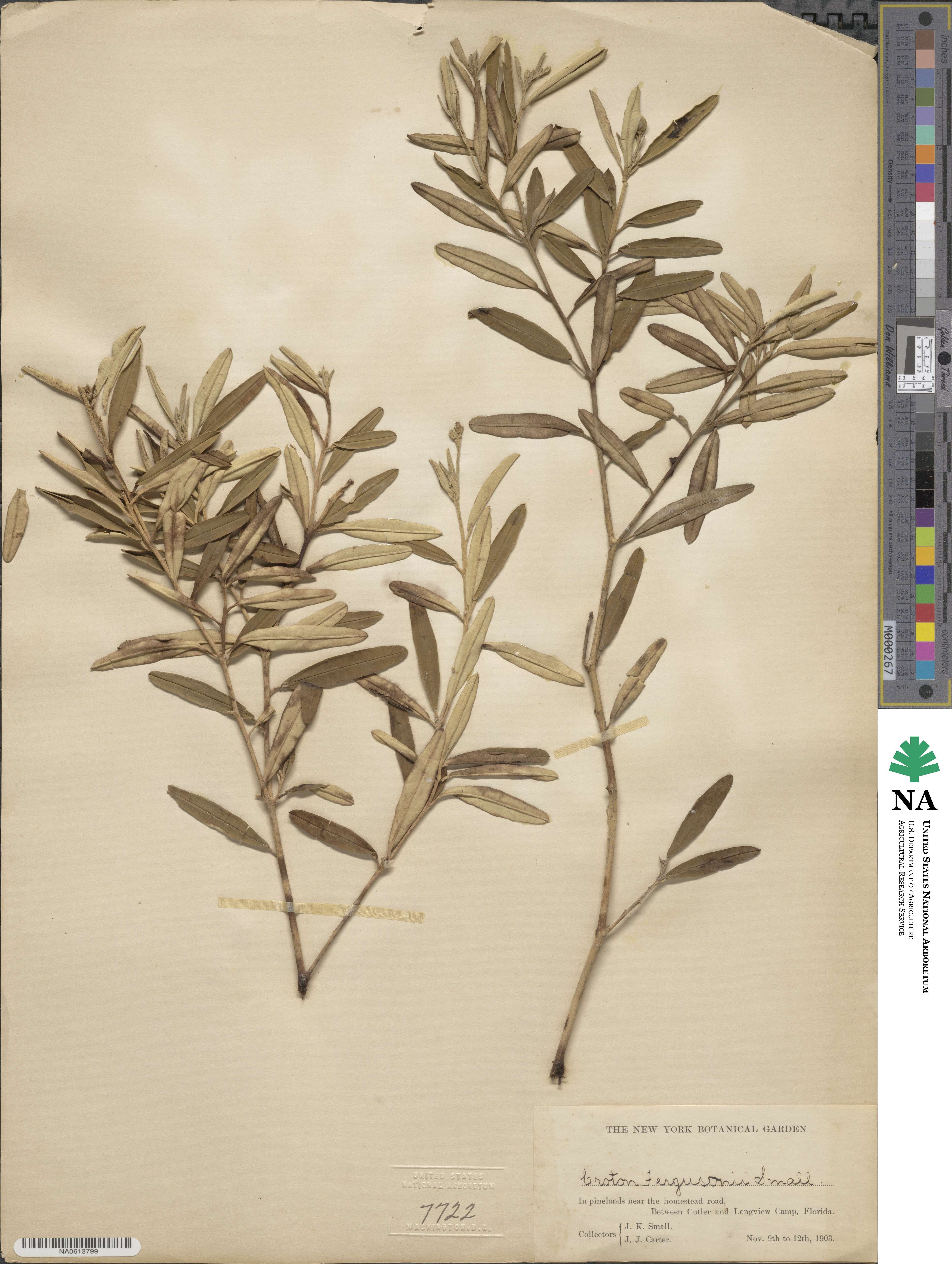 Croton linearis image