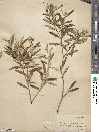 Croton linearis image