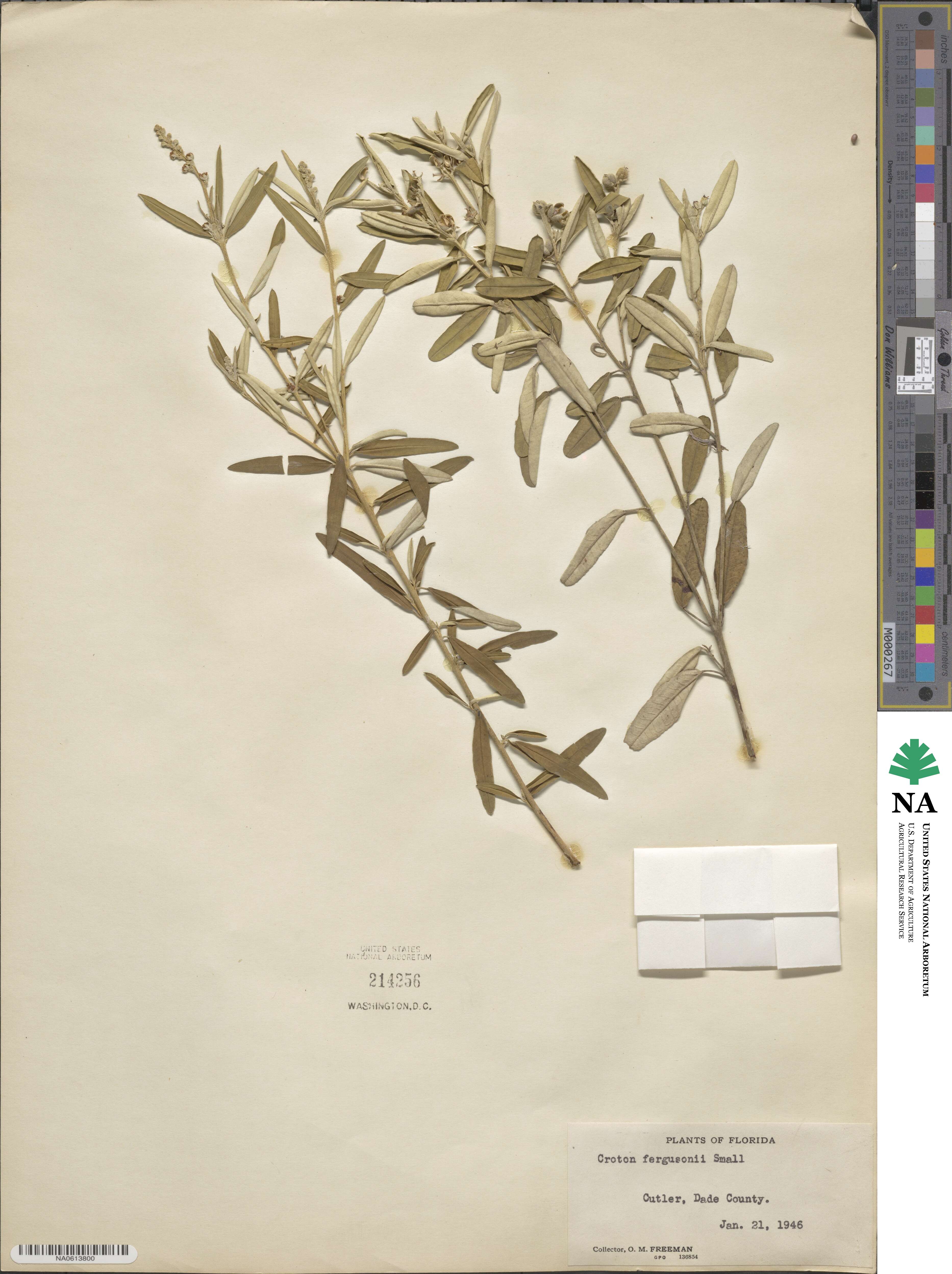 Croton linearis image