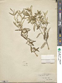 Croton linearis image