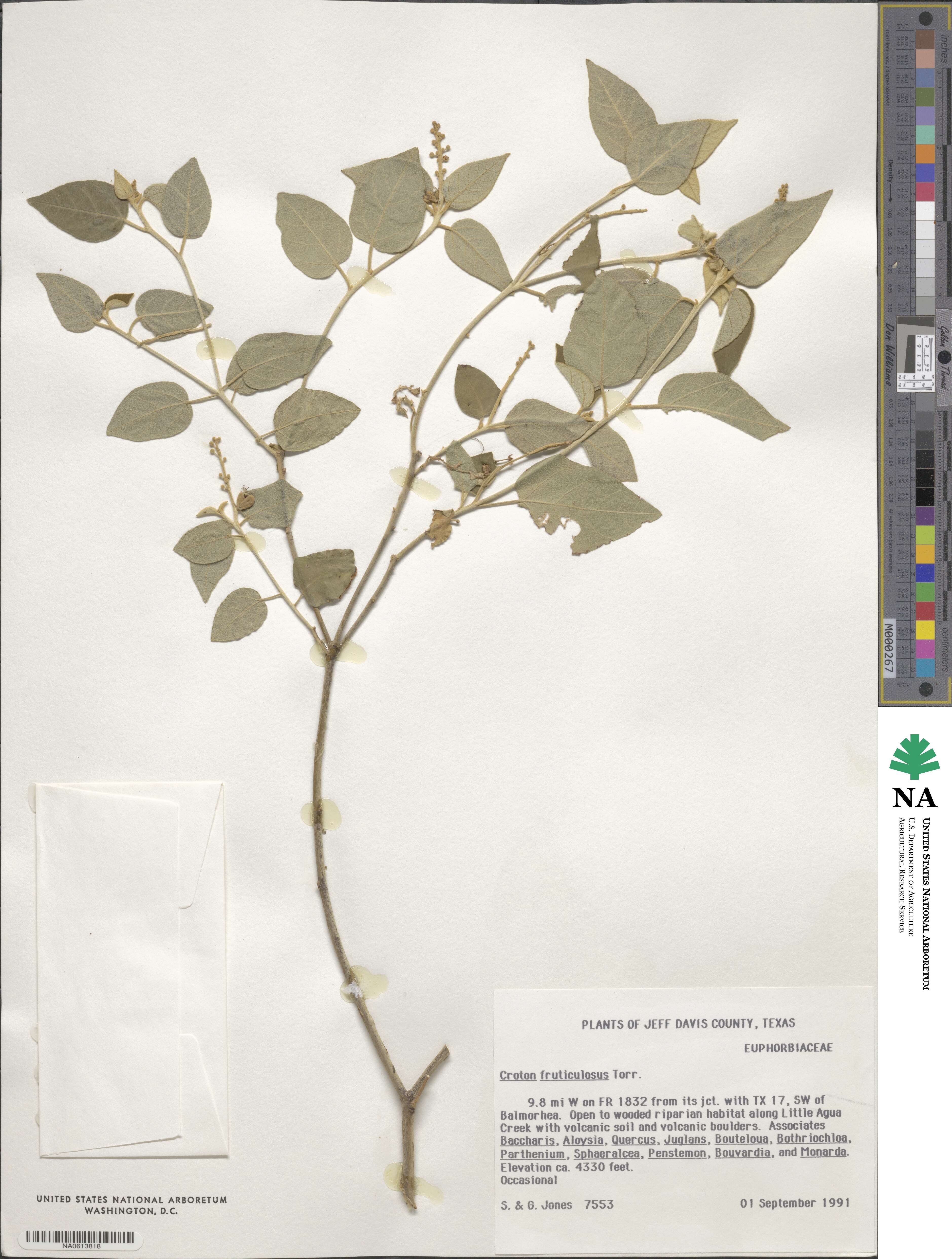 Croton fruticulosus image