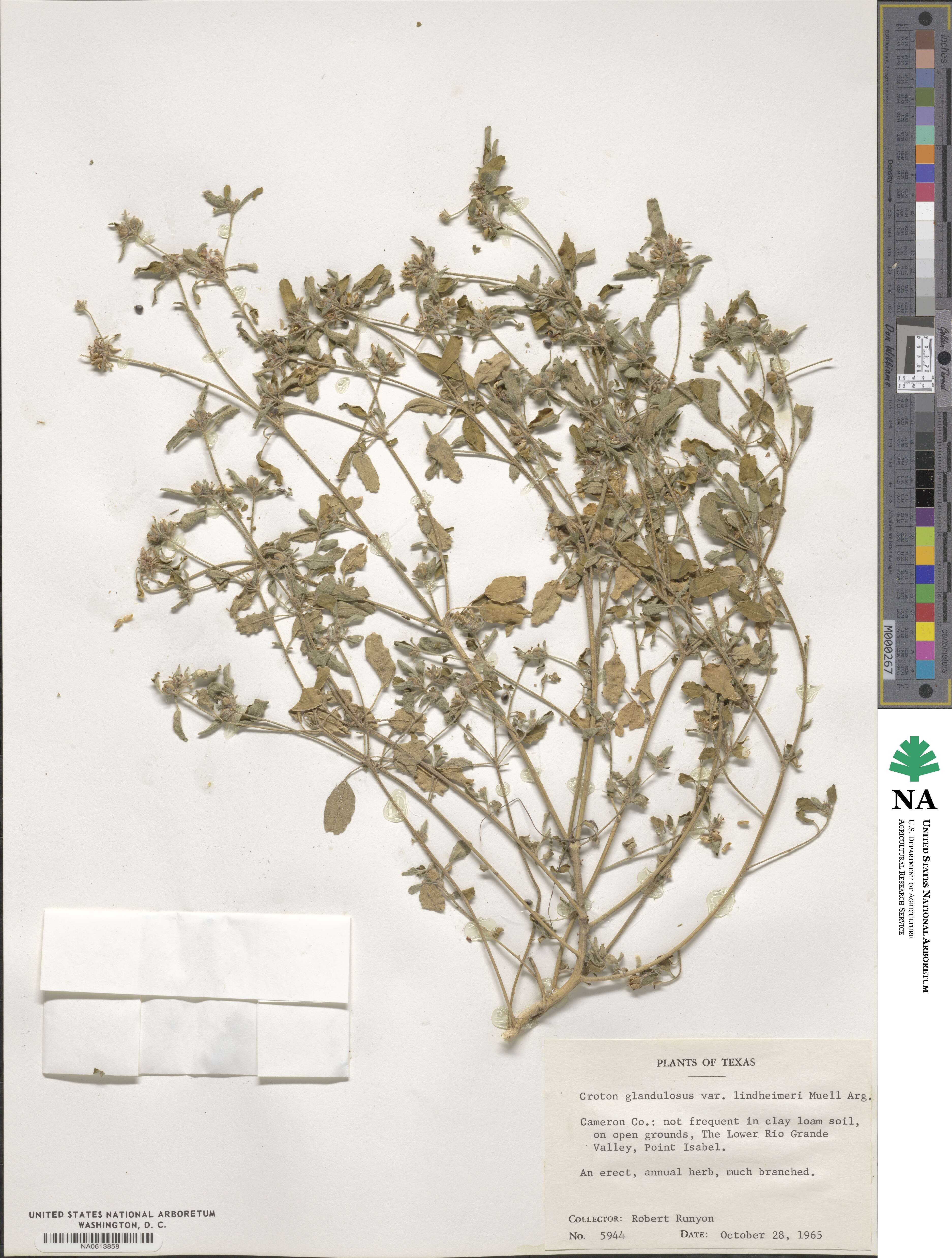 Croton glandulosus image