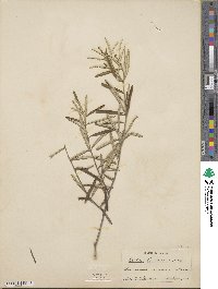 Croton linearis image