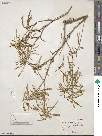 Croton linearis image