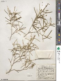 Croton linearis image