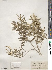 Croton linearis image