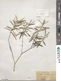 Croton linearis image