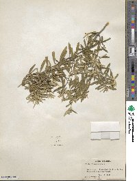 Croton linearis image