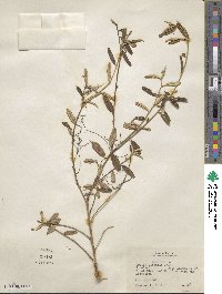 Croton linearis image