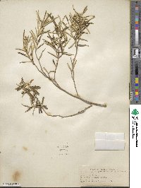 Croton linearis image