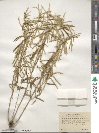 Croton linearis image