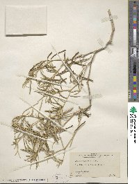 Croton linearis image