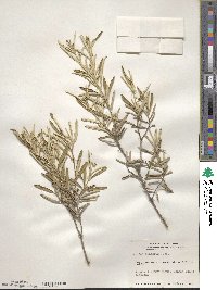 Croton linearis image