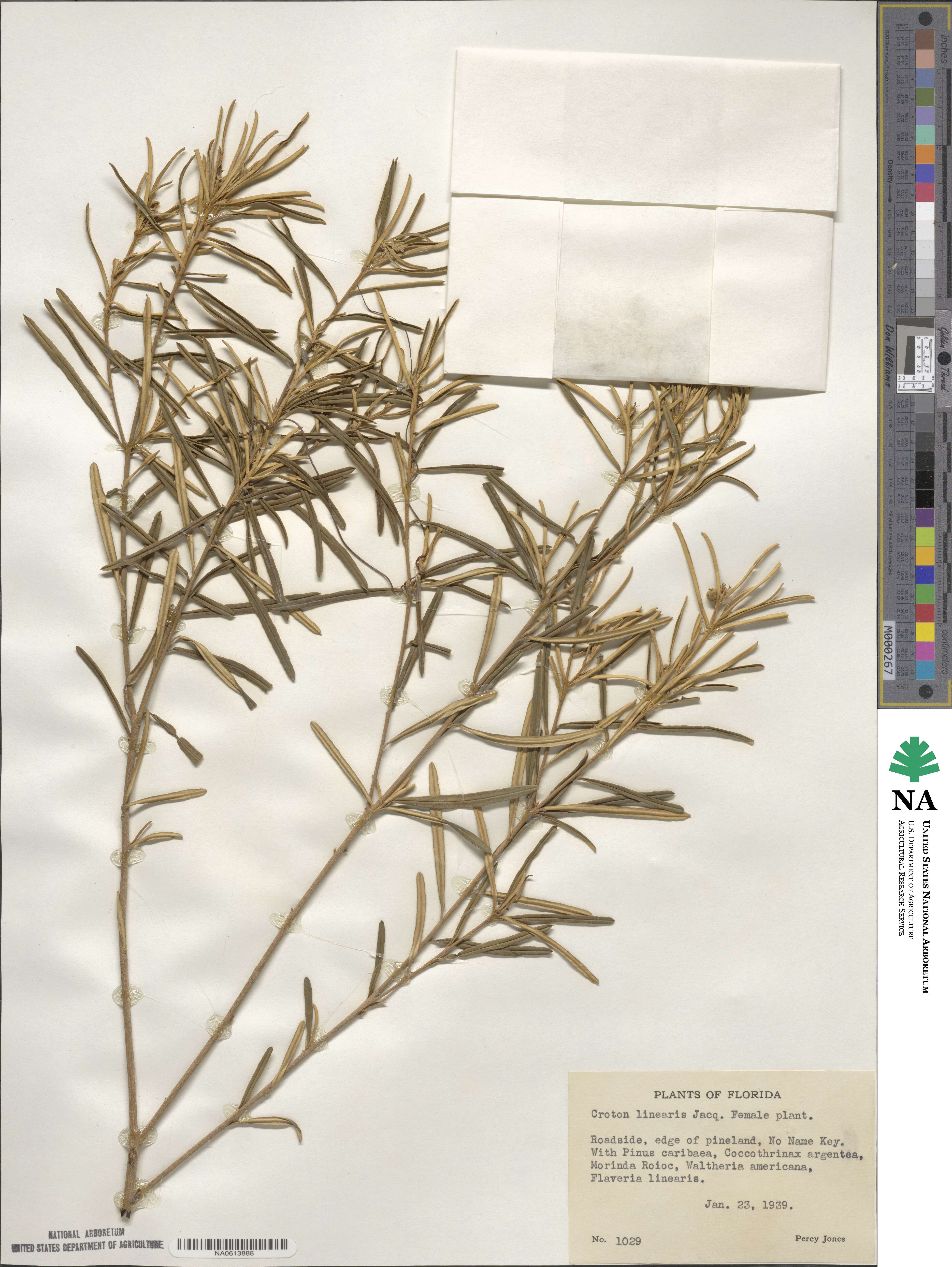 Croton linearis image