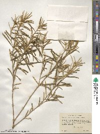 Croton linearis image