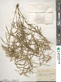 Croton linearis image