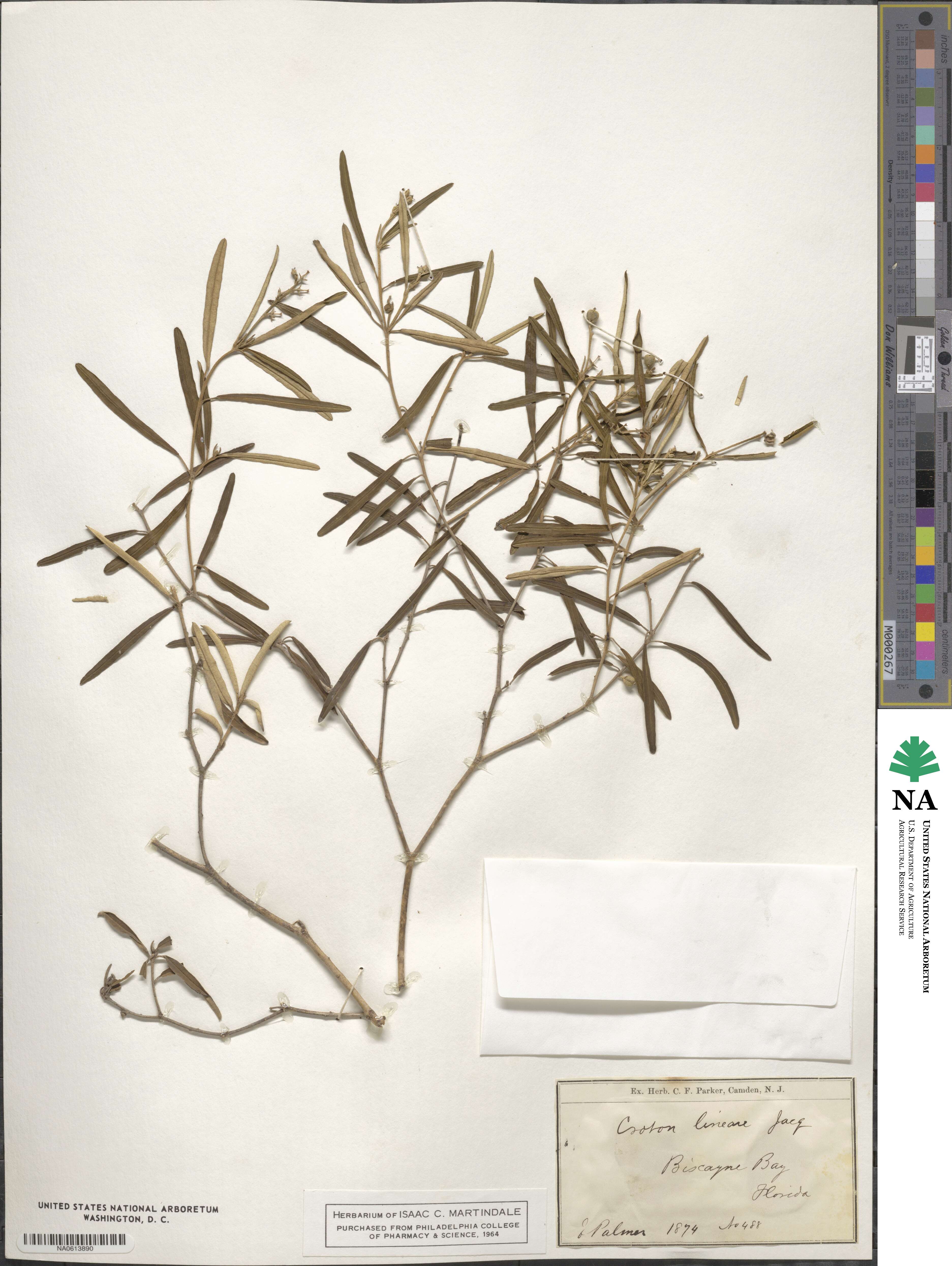 Croton linearis image