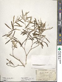 Croton linearis image