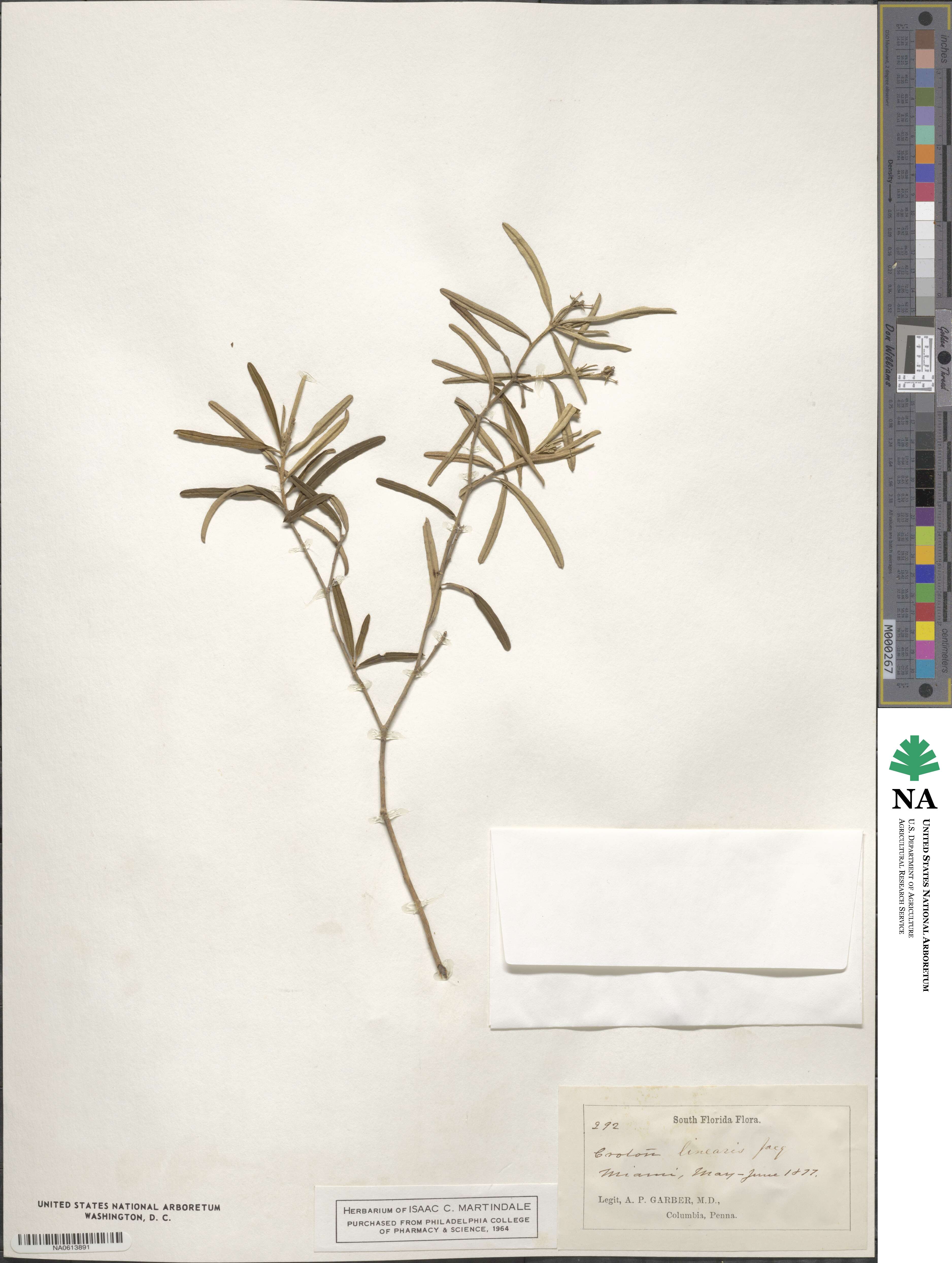 Croton linearis image