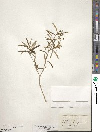 Croton linearis image