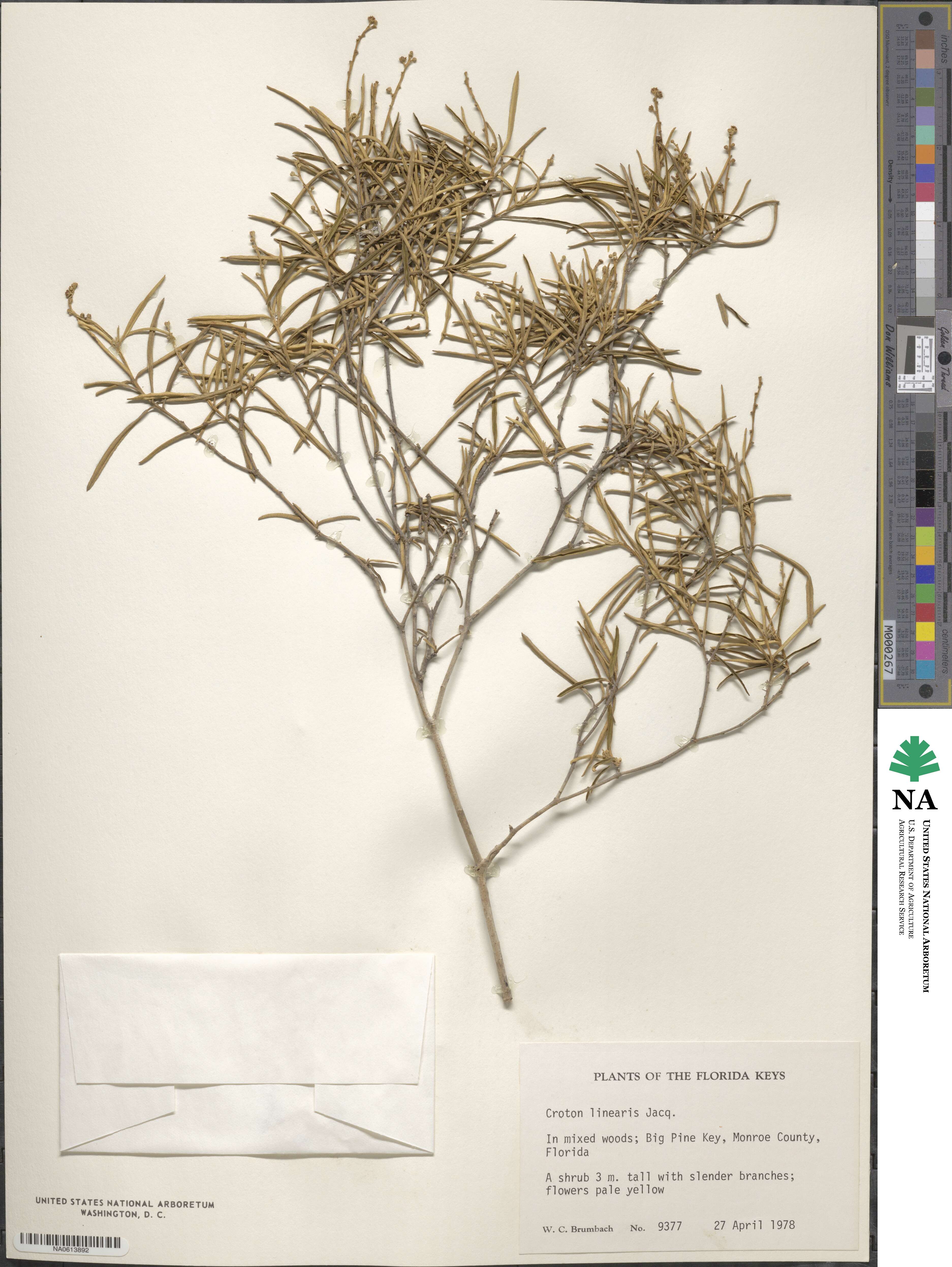 Croton linearis image