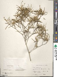 Croton linearis image