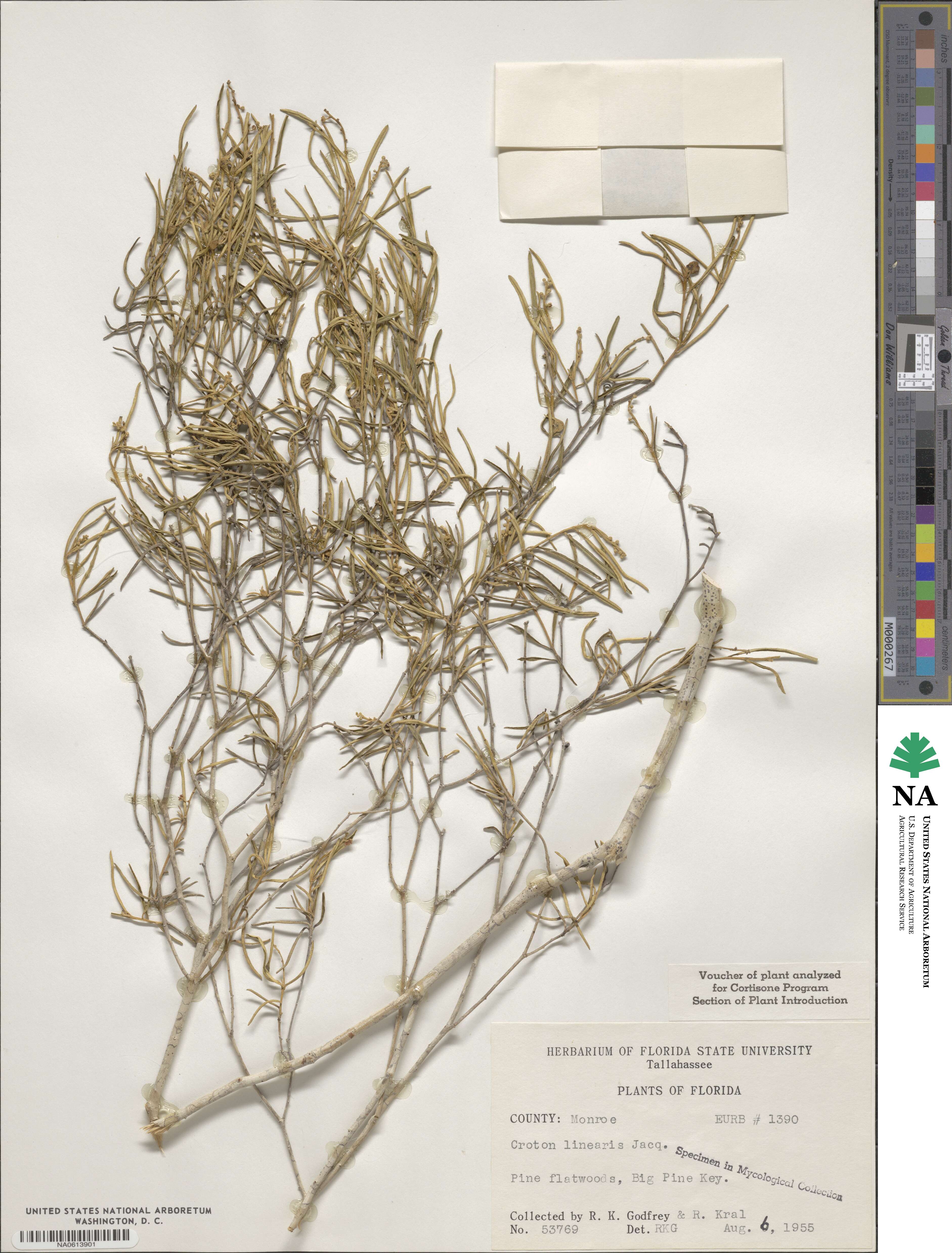 Croton linearis image