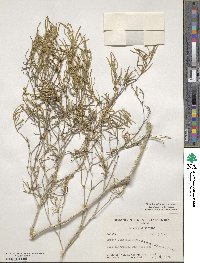 Croton linearis image