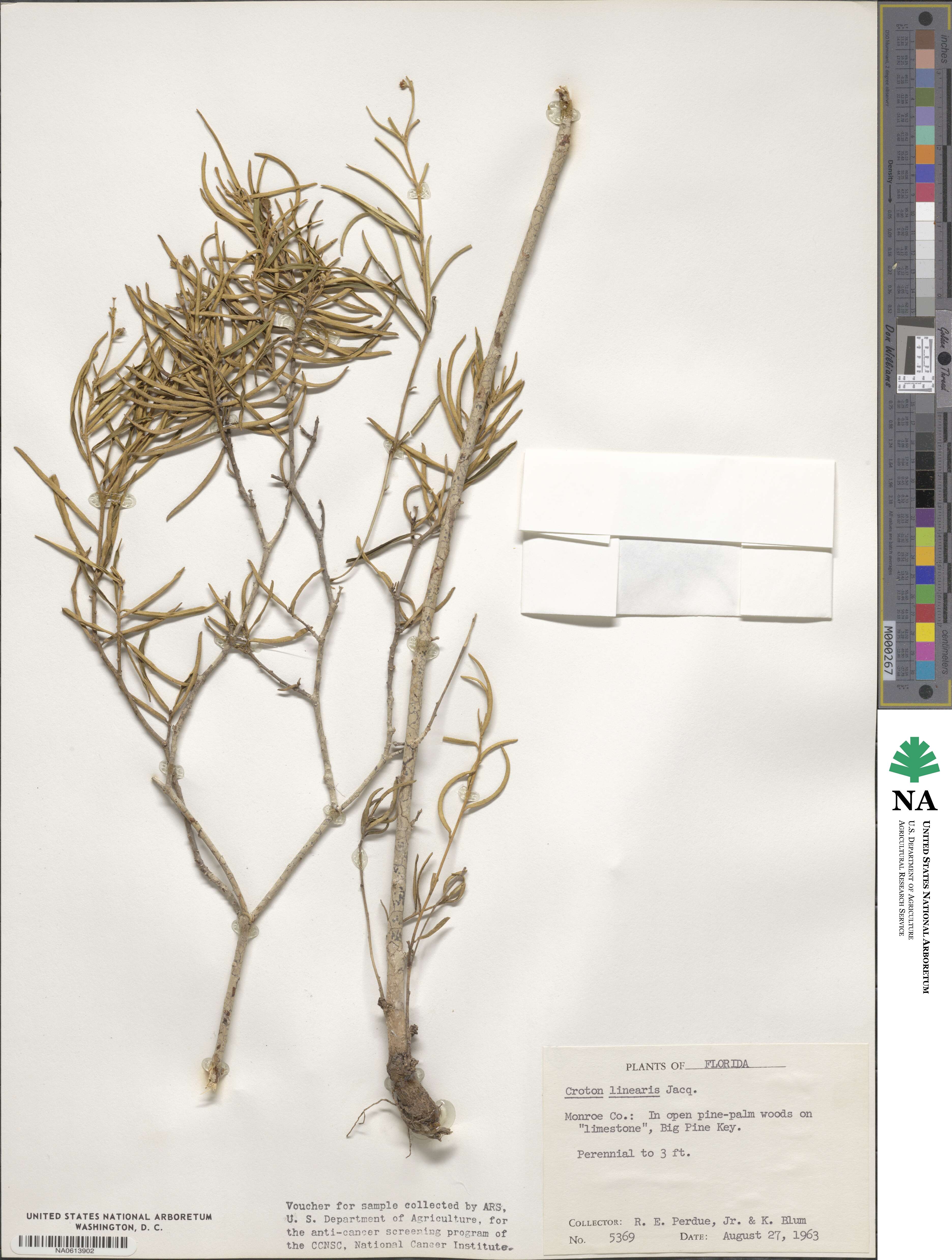 Croton linearis image