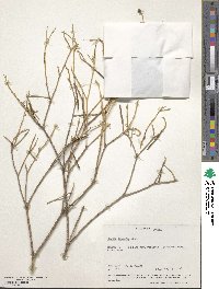 Croton linearis image