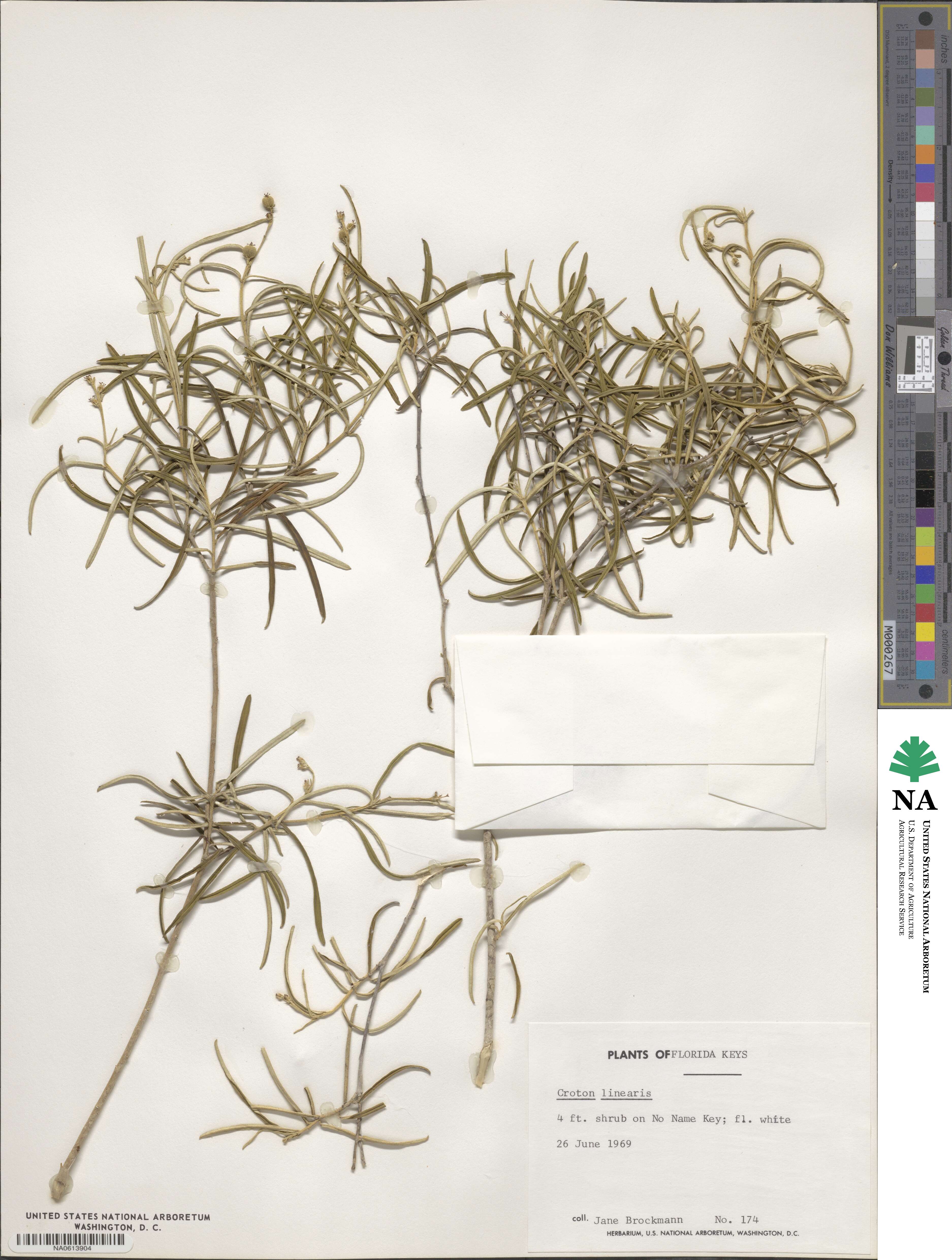 Croton linearis image