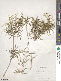 Croton linearis image