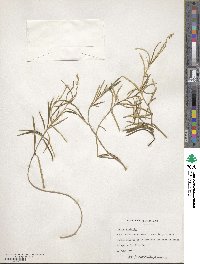 Croton linearis image