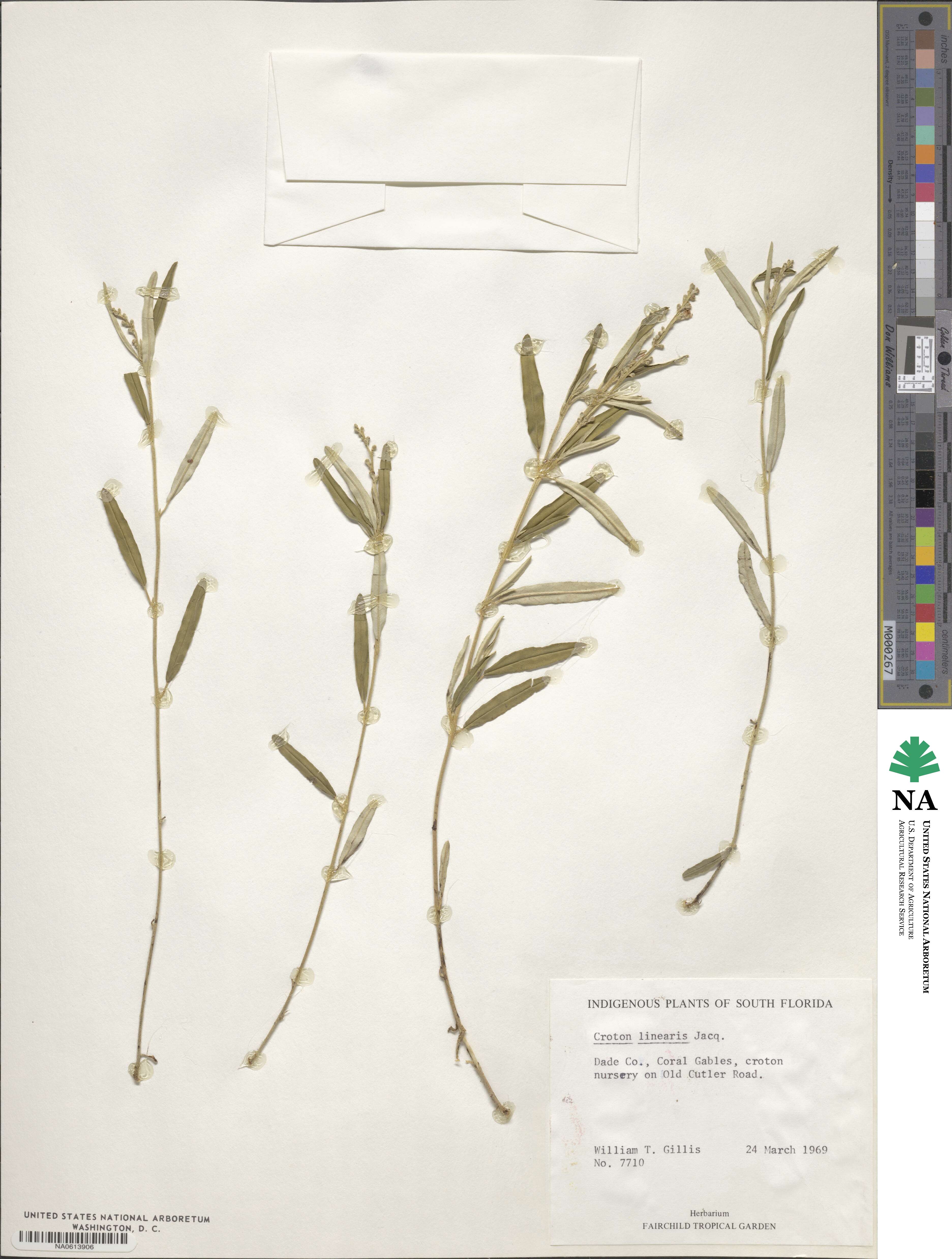 Croton linearis image