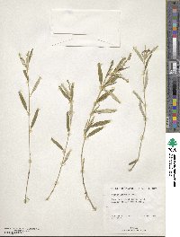 Croton linearis image