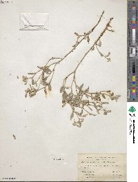 Croton dioicus image