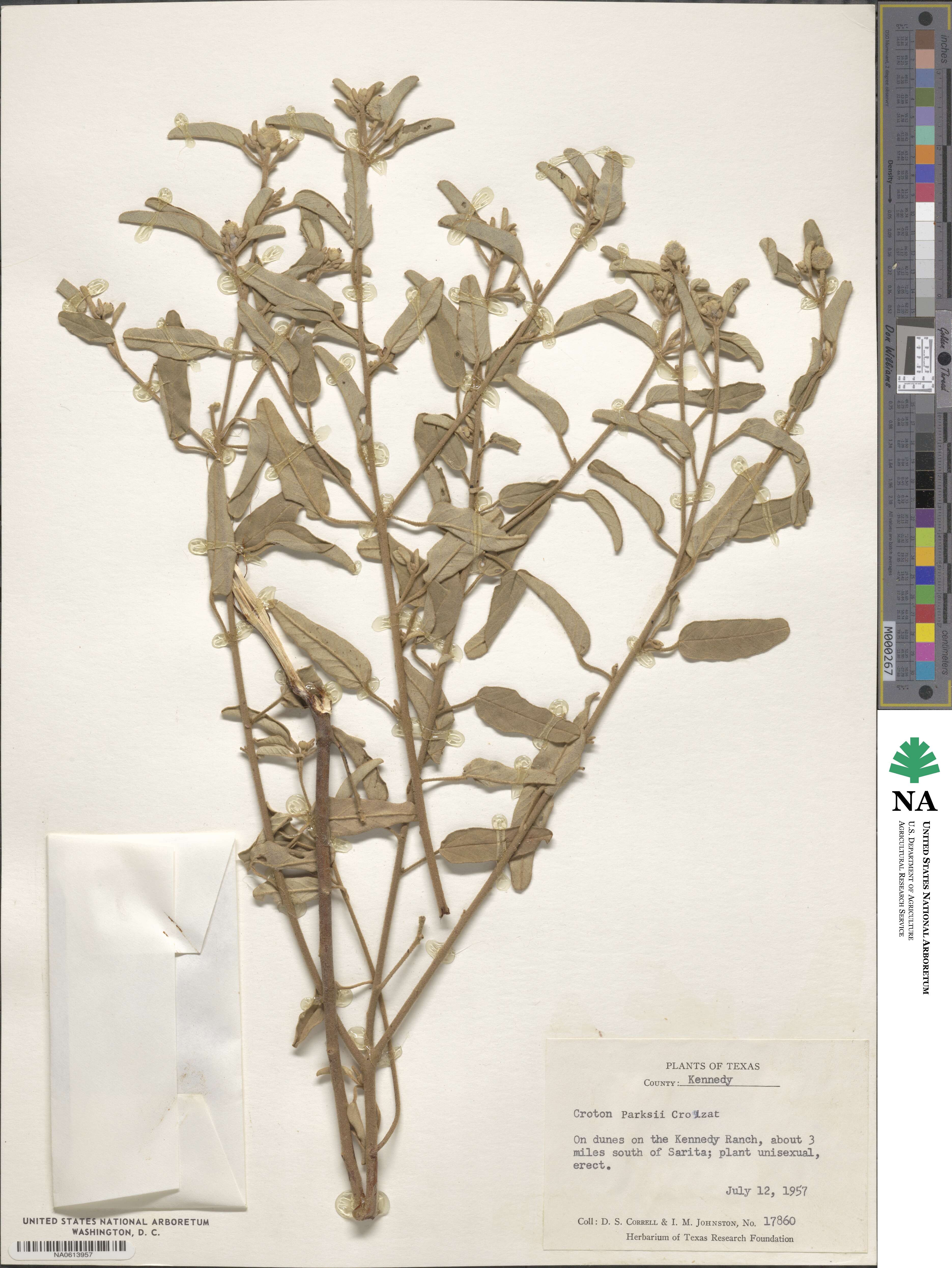 Croton parksii image